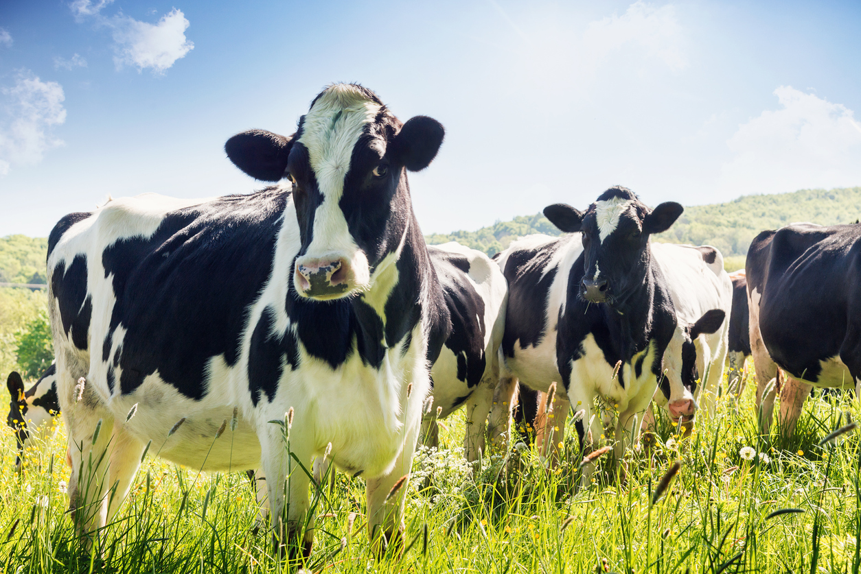 Livestock Farming