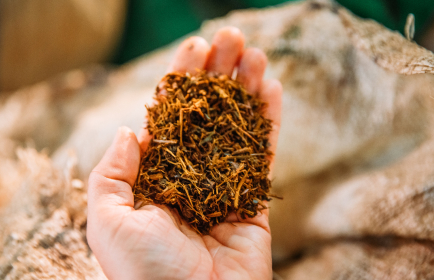 Tobacco Industry