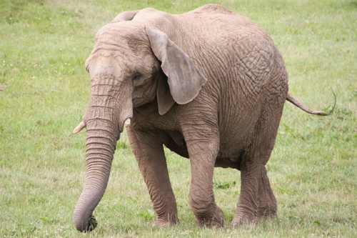 Elephants Weighed-in Two by Two at Noah’s Ark Zoo Farm